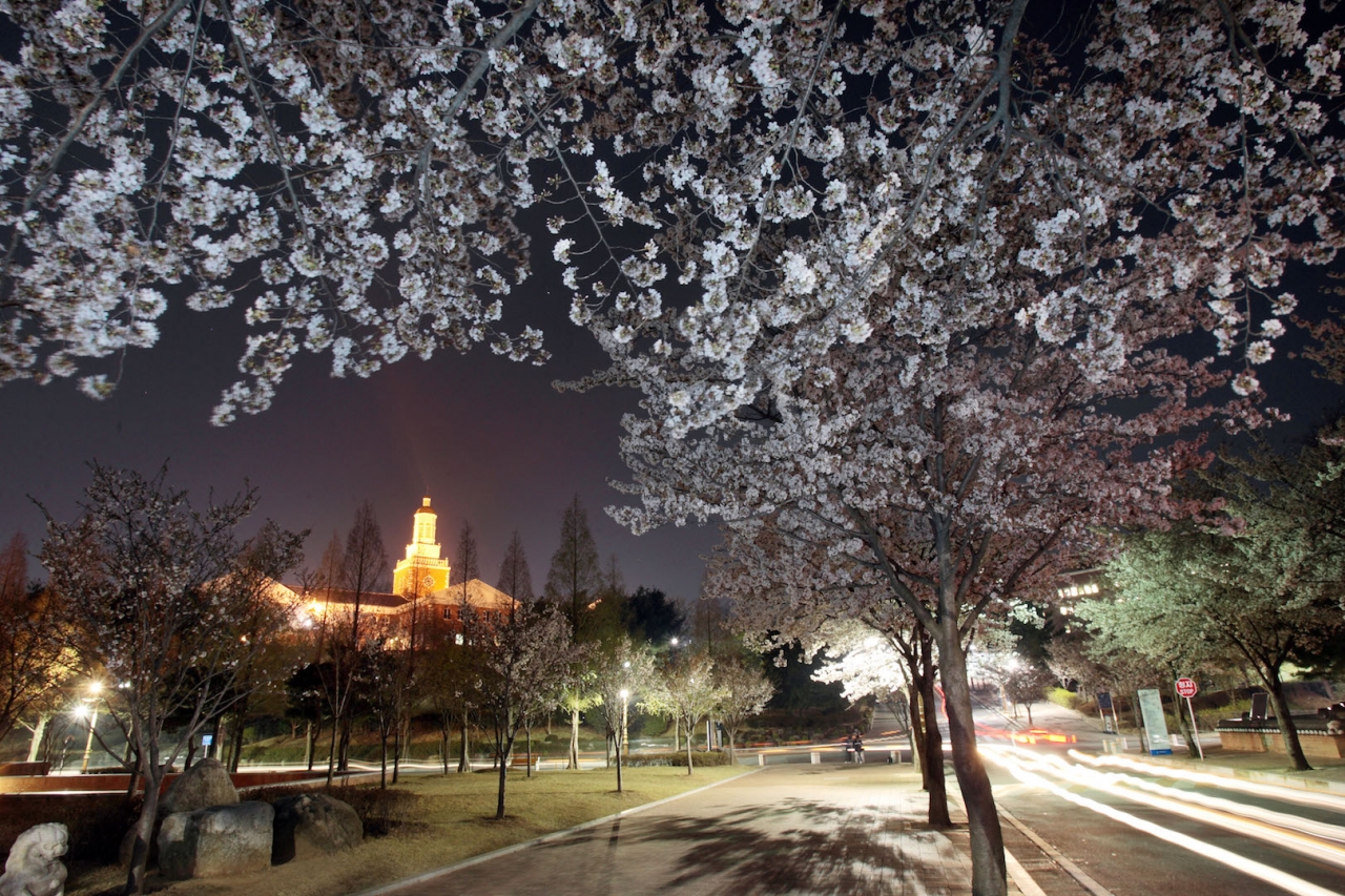 계명대 행소박물관 주변 벚꽃길 야간 전경. [계명대 제공]